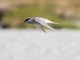 Black-fronted Tern (Chlidonias albostriatus)