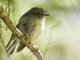 New Zealand Robin (Petroica australis) - Female South Island