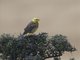 Yellowhammer (Emberiza citrinella)