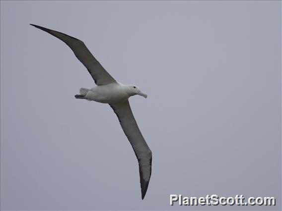 Northern Royal Albatross (Diomedea sanfordi) 