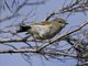 Grey Gerygone (Gerygone igata)