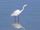 Great Egret (Casmerodius albus)
