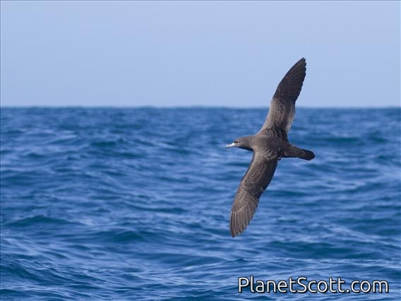 Flesh-footed Shearwater (Puffinus carneipes)