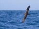 Flesh-footed Shearwater (Puffinus carneipes)
