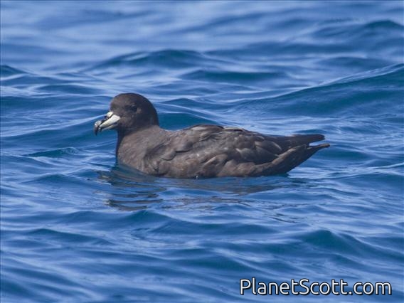 Westland Petrel (Procellaria westlandica)