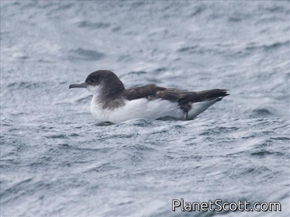 Fluttering Shearwater (Puffinus gavia)