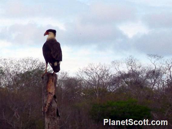 Crested Caracara - Jalisco, Mexico