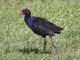 Purple Swamphen (Porphyrio porphyrio)