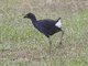 Purple Swamphen (Porphyrio porphyrio) - Juvenile
