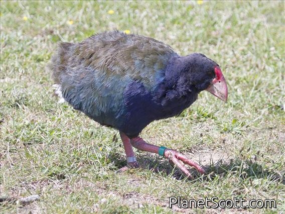 Takahe (Porphyrio mantelli)