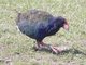 Takahe (Porphyrio mantelli)