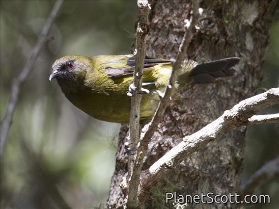 New Zealand Bellbird (Anthornis melanura)