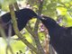 Saddleback (Philesturnus carunculatus) - North Island ssp.
