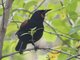 Saddleback (Philesturnus carunculatus) - North Island