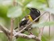 Stitchbird (Notiomystis cincta)