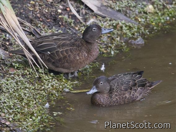 Brown Teal (Anas chlorotis)