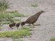Brown Quail (Coturnix ypsilophora)