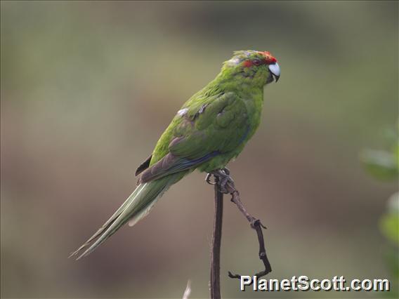 Red-fronted Parakeet (Cyanoramphus novaezelandiae)