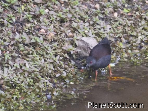 Spotless Crake (Porzana tabuensis)