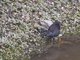 Spotless Crake (Porzana tabuensis)