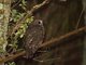 Morepork (Ninox novaeseelandiae)