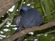 Kokako (Callaeas cinerea)