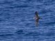 Cooks Petrel (Pterodroma cookii)