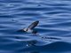White-faced Storm-Petrel (Pelagodroma marina)