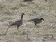 Cackling Goose (Branta hutchinsii)