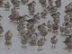 Red Knot (Calidris canutus)