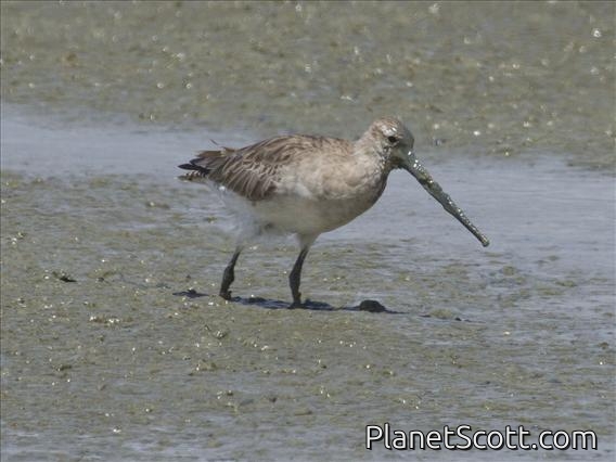 Bar-tailed Godwit (Limosa lapponica)