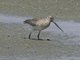 Bar-tailed Godwit (Limosa lapponica)
