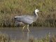White-faced Heron (Egretta novaehollandiae)