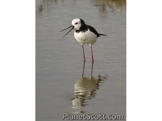 Pied Stilt (Himantopus leucocephalus)