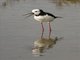 Pied Stilt (Himantopus leucocephalus)