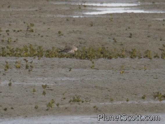 Red-breasted Dotterel (Charadrius obscurus)