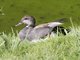 Gadwall (Anas strepera)