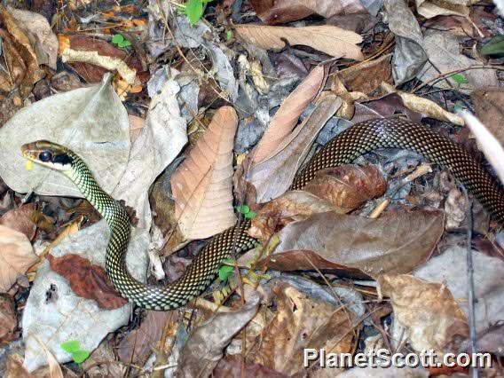 Spectacled Racer - Jalisco, Mexico