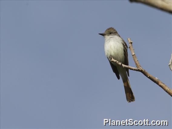 Ash-throated Flycatcher (Myiarchus cinerascens)
