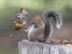 Western Grey Squirrel (Sciurus griseus)