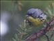 Kirtlands Warbler (Setophaga kirtlandii)