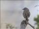 Bells Sparrow (Artemisiospiza belli)