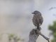 Sage Sparrow (Amphispiza belli)