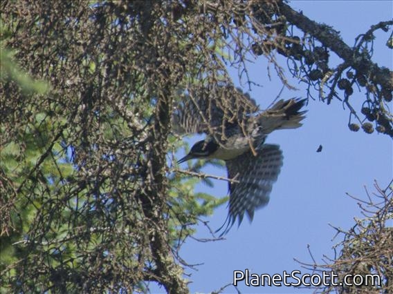 Black-backed Woodpecker (Picoides arcticus)