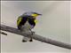 Yellow-rumped Warbler (Setophaga coronata) - Audubons Male