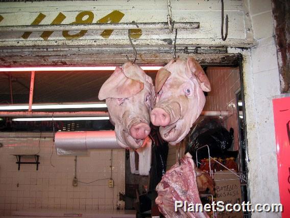 These Little Piggies Went to Market.