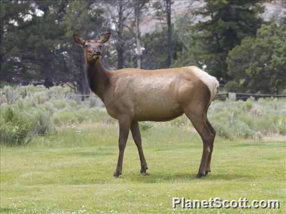 Elk (Cervus canadensis) - Female