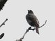 Red-crested Cotinga (Ampelion rubrocristata)