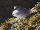 Surfbird (Aphriza virgata)
