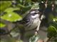 Black-throated Gray Warbler (Setophaga nigrescens)